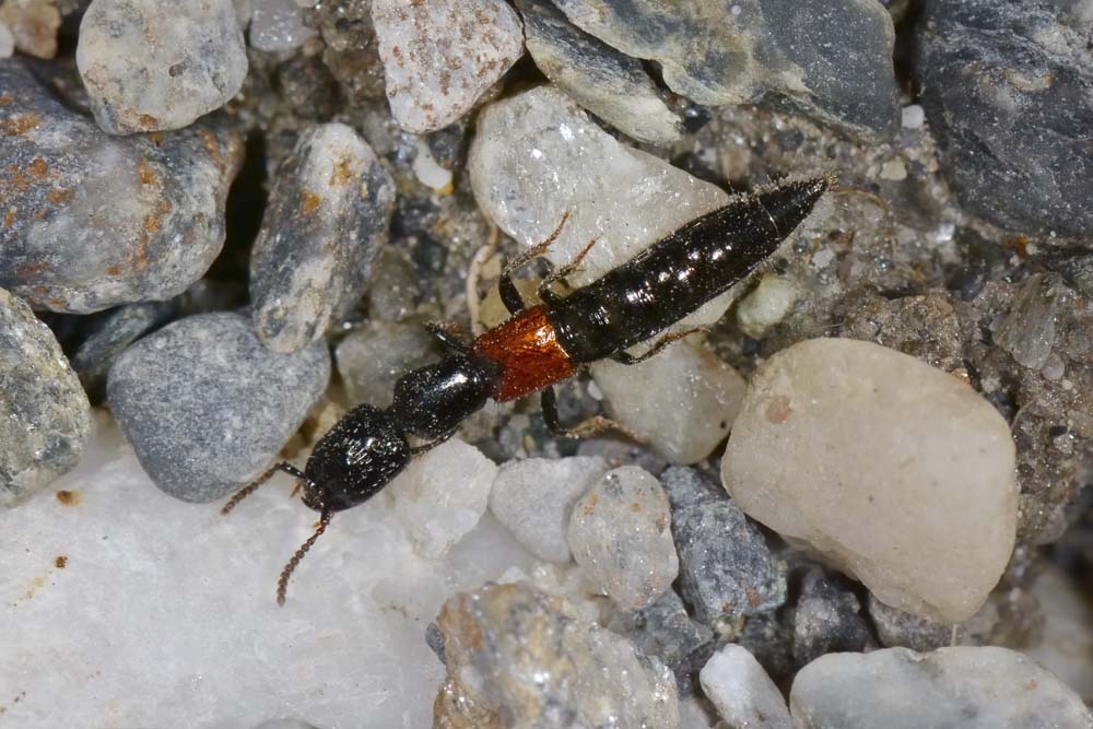 Staphylinidae: Gauropterus fulgidus